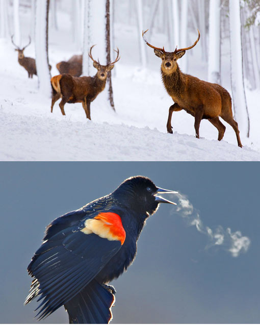 Nature humbles me. Photos: "Dear deer, nice cool, indeed." Nature humbles me. Photos: "Dear deer, nice cool, indeed."