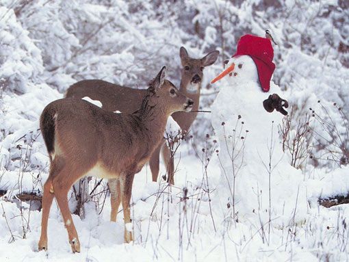 Christmas at North Pole: what’s the thought of the dear deer in front of the chubby and jolly Frosty?