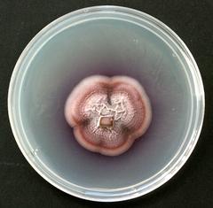 culture plate of Gliocladium roseum, a fungus that produces myco-diesel hydrocarbons