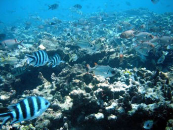 A dead coral reef in the inner Seychelles - C02 makes the sea too acidic & damages reefs and continental shelves around the world