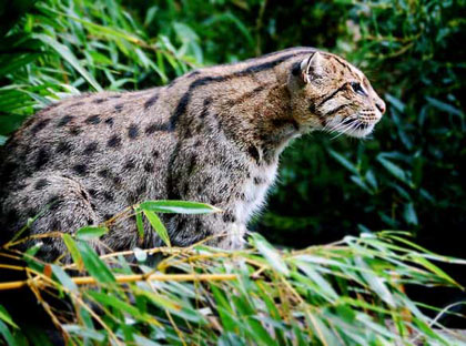the Fishing Cat (Prionailurus viverrinus) has changed category from vulnerable to endangered because of the severe decline throughout much of its Asian range over the last decade