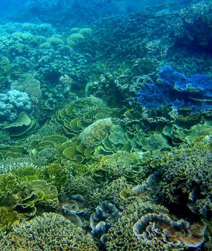 the Great Barrier Reef is under threat