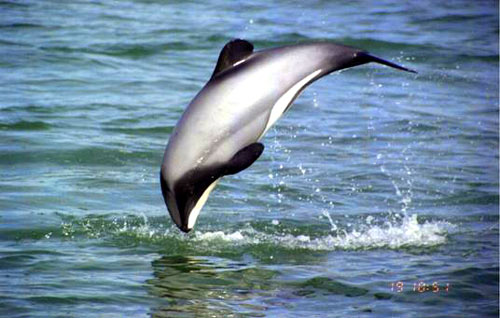 Hector's dolphin teetering on the edge of extinction