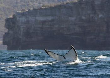 tail of a humpback whale