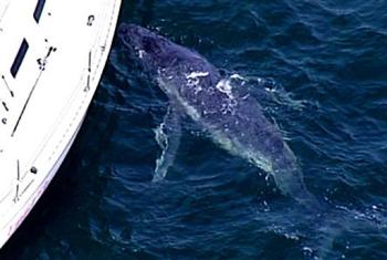 lost humpback whale calf swims around a yacht in the Pittwater, north of Sydney Harbor