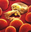 malaria parasite is injected into the bloodstream from the salivary glands of infected mosquitoes malaria parasite is injected into the bloodstream from the salivary glands of infected mosquitoes