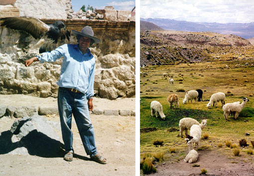 left: man with pet eagle in Valle de Colca, Peru: standing outside a small souvenir stand in Colca Canyon; right: many alpacas