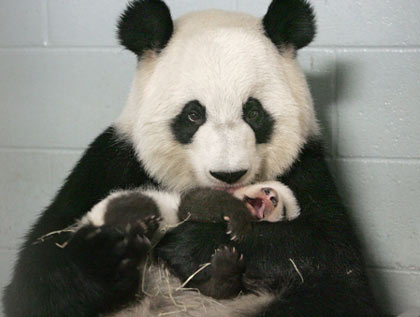 Giant panda Lun Lun and her 68-day-old cub enjoyed their indoor quarters at the Arthur M. Blank Family Foundation Giant Panda Conservation Center at Zoo Atlanta, 2006
