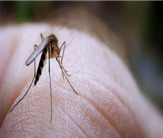researchers record major breakthrough against malaria researchers record major breakthrough against malaria