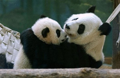 giant panda cub Mei Lan, left, playing with her mother Lun Lun in the panda hammock at Zoo Atlanta, Ga. on Wednesday March 28, 2007