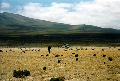 Valle de Colca: a glimpse of the ever elusive vicuña, which are small llama-like animals whose hair is prized for its softness. Vicuña are endangered and the amount of vicuña wool which is legally obtainable every year is very small