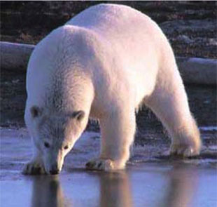 The polar bear is being threatened by the loss of polar ice that forms its habitat