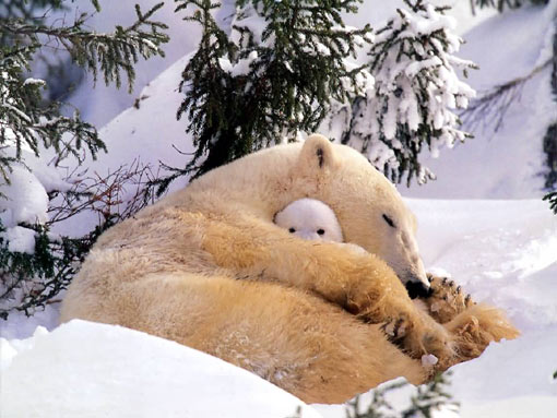 Peekaboo! Polar bear and cub