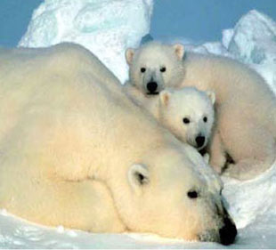 The Interior Department designates the polar bear as a threatened species under the Endangered Species Act