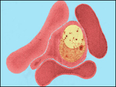 a sticky substance allows infected blood cells to stick to the blood vessels