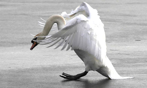 Castleford, northern England: swan trying to land