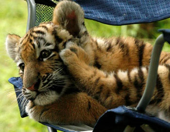 a 3-month-old Amur tiger cub lounges in a chair at the Pittsburgh Zoo