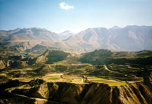 terracing in the Colca Canyon stretches as far as the eye can see; seems every square inch is considered and terraced if possible