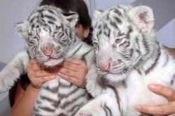 white tiger pups
