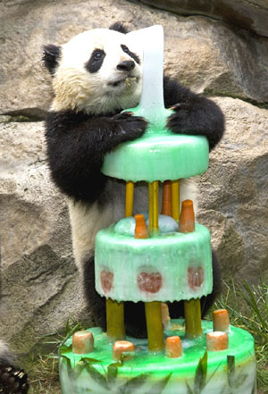 Panda Zhen Zhen turns one