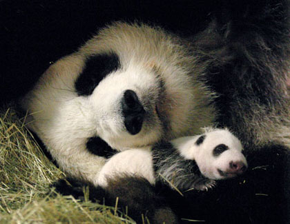 Zoo Atlanta's giant panda Lun Lun cares for her cub Mei Lan after its second health check-up, 2006