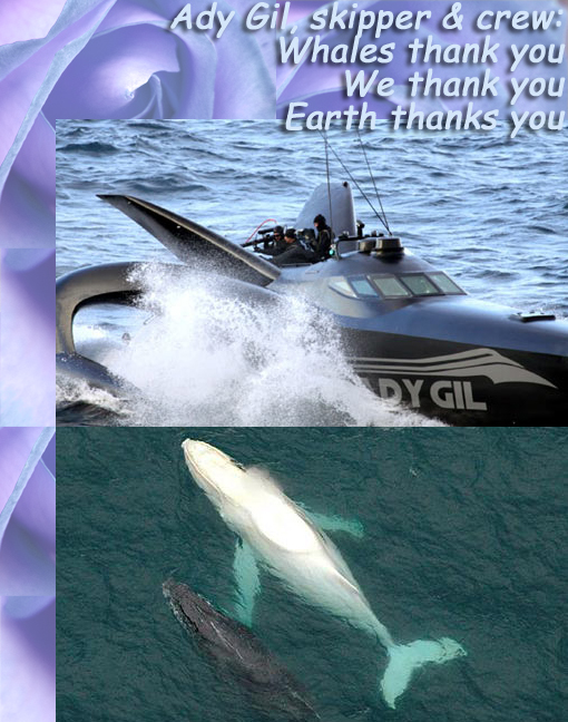 Ady Gil, skipper Pete Bethune and crew: Whales thank you; we thank you; Earth thanks you! Bottom image: Migaloo, the 14-meter, 35-ton pure white humpback whale, only one of its kind, cruising near Coffs Harbour with another whale. Japanese whalers target annual quotas of ~1000 whales (minke and fin whales), even with a global ban on the hunting of the endangered Fin whale.