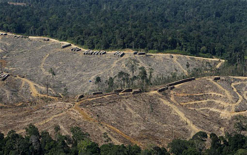 WWF said studies suggest the new legislation could see 175 million acres of forest cleared or not restored following illegal deforestation