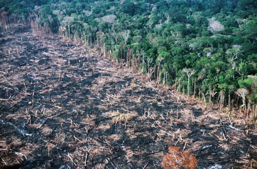 September 1988, Rondonia State, Brazil: Newly cleared land. Soya farming is one of the primary drivers of deforestation in the Amazon