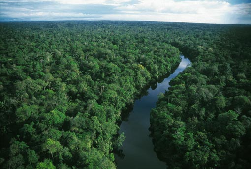 seen from a hill on the northeast edge of the Amazon rainforest, the canopy stretches to the horizon, a sea of green dotted with yellow where trees are in flower