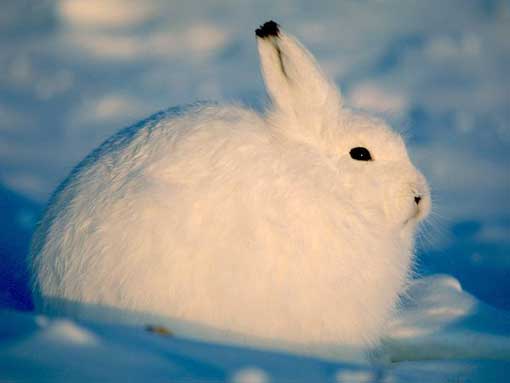 Shortened ears and thick, white fur are among the physical traits that arctic hares have adapted to survive in the harsh, frozen tundra.