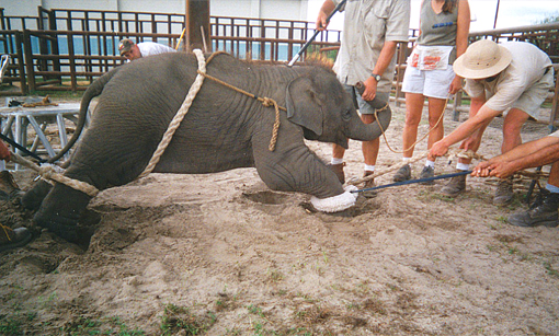 Ringling circus: a baby elephant is tied up, prodded and electro-shocked