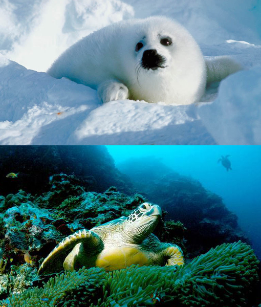 Top: baby harp seal. Bottom: green sea turtles