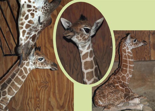 Momma Bititi gives baby giraffe a kiss