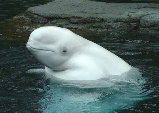 the Beluga or White Whale (Delphinapterus leucas) is an Arctic and sub-Arctic species of cetacean