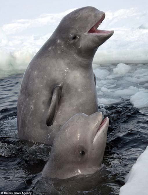 the whales seemed to enjoy playing up to the camera in temperatures of minus 2C in north west Russia
