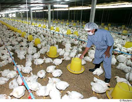 Bird flu: Indonesia's total death toll rises to 119