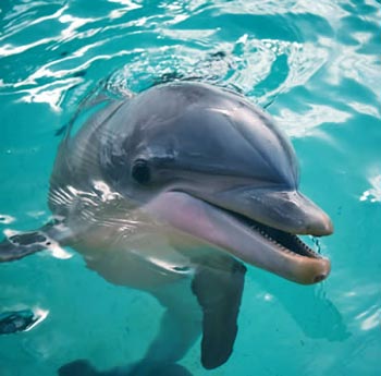 The name ‘bottlenose’ comes from this dolphin’s elongated upper and lower jaws that form what is called the ‘rostrum’. It communicates through squeaks, whistles, and body movement.