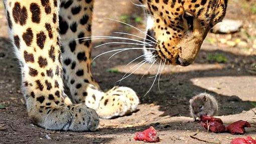 mischievous rodent grabbed at scraps of meat thrown into the African Leopard's enclosure