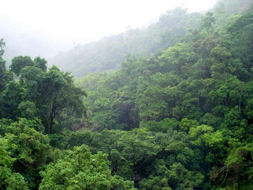 the Amazon is the largest rainforest in the world and is home to 15% of the world’s known land-based plant species, and nearly 10% of the world’s mammals. It has as many as 300 species of tree in a single hectare