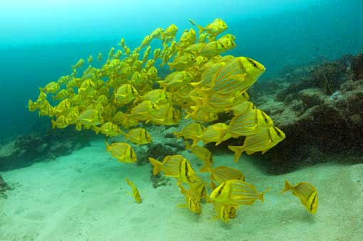 the no-take reserve at Cabo Pulmo is full of fish schools