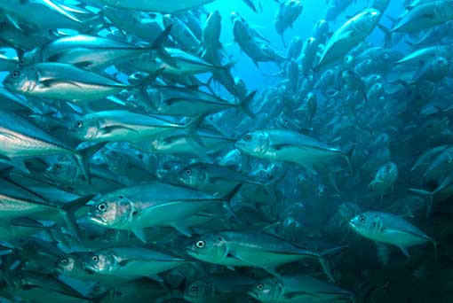 A group of bigeye trevally (Caranx sexfasciatus) forms a spawning aggregation. Such populations have returned to the waters of the Cabo Pulmo National Marine Park after a fishing ban.