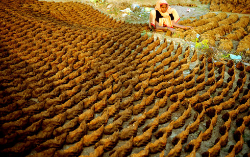 An Indian village woman sorts through dried cow dung cakes in the Teliarganj area on the outskirts of Allahabad on December 21, 2009. Cow dung cakes are a major source of domestic fuel for rural households and an environment friendly alternative to firewood in the village areas in many parts of India.