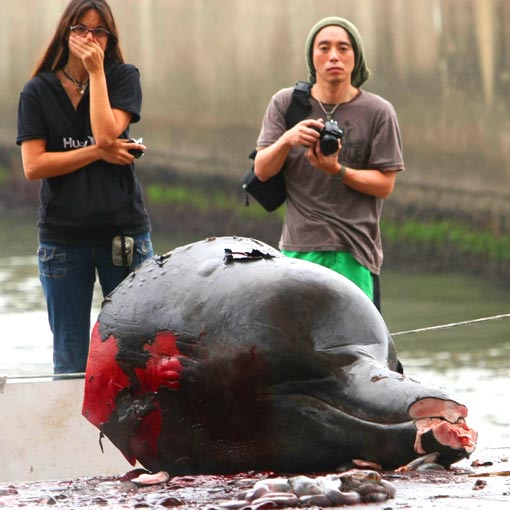 Beheaded: Observers - one of whom appears disgusted - examine the decapitated head of a harvested whale. Photographs like this one have put Japan on the defensive, but it might be gaining the upper hand once more. The Australian government was a strong proponent of taking Japan to court for its actions, sending observation ships to follow whalers into Antarctic waters. But Canberra ‘secretly’ backed down in May by suspending government funding for its ships, and June's annual meeting of the IWC failed to set tougher caps on whale kills
