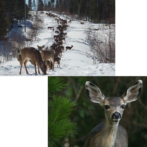 Top: deer trail in Canada; Bottom: mule deer in the backyard.