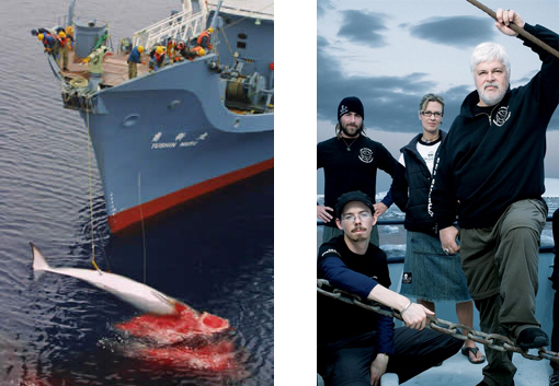 Over the last 31 years, the Sea Shepherd Conservation Society has been working to protect all marine wild life, everything from plankton up to the great whales.