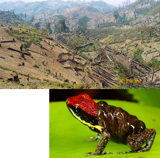 Top: deforestation; Bottom: Ecuadorian Poison Frog, Epipedobates bilinguis, transporting its tadpoles.