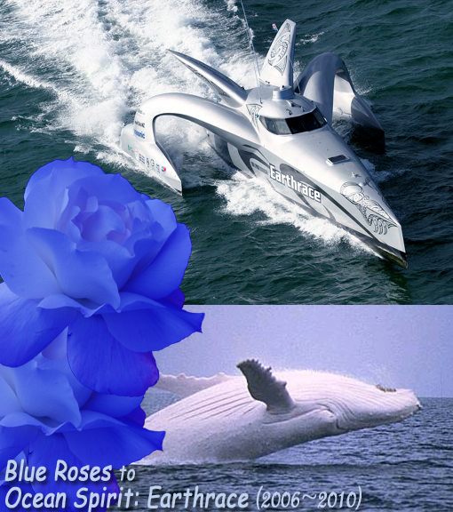 Blue Roses to Ocean Spirit. Top image: Earthrace ploughing through Tampa Bay in Florida. Bottom image: White fella - Migaloo is one of a kind, and he may never breed. His iconic status has led the Queensland Government to declare him a ‘special interest whale’, banning anyone from getting closer than 500 metres from him. Yet Japanese whalers refuse to promise not to kill him in their hunt.