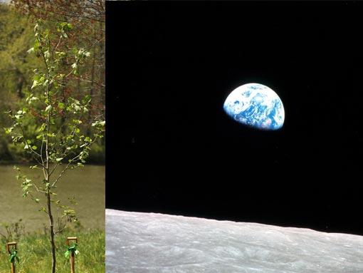 Left: A second generation Sycamore 'moon' tree was newly planted in celebration of Earth Day 2009 & the 40th Anniversary of the first Apollo moon landing at the National Arboretum. Right: Earthrise, as seen by the Apollo 8 crew Left: A second generation Sycamore 'moon' tree was newly planted in celebration of Earth Day 2009 & the 40th Anniversary of the first Apollo moon landing at the National Arboretum. Right: Earthrise, as seen by the Apollo 8 crew