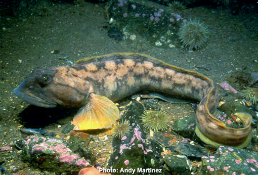ocean pout - large head, large, underslung mouth, no distinct caudal fin, dorsal starts behind head, but before base of pectoral