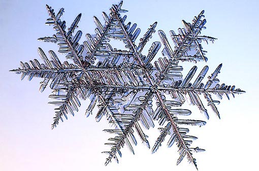 science of snowflakes: fernlike stellar dendrites